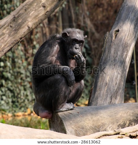A photo of a chimpanzee in Zoo Pilsen - Czech Republic - Europe