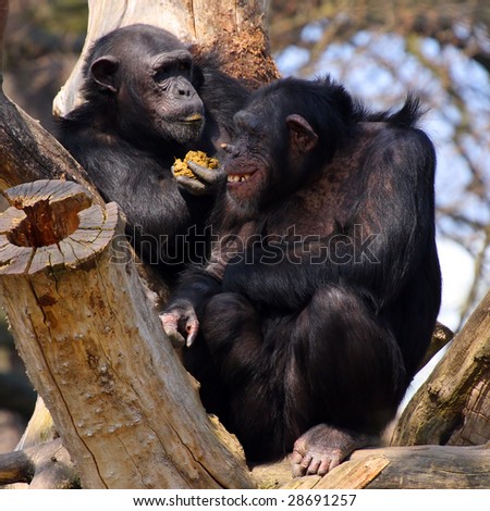 Two adult chimpanzees in Zoo Pilsen - Czech Republic - Europe