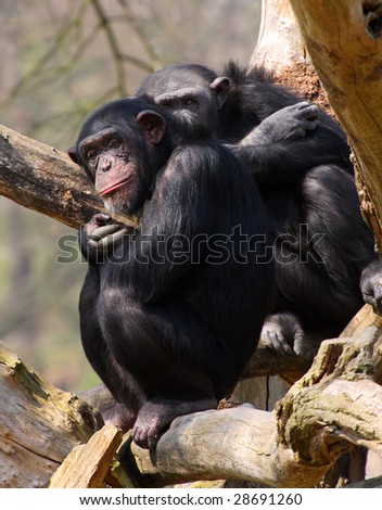 Two adult chimpanzees in Zoo Pilsen - Czech Republic - Europe