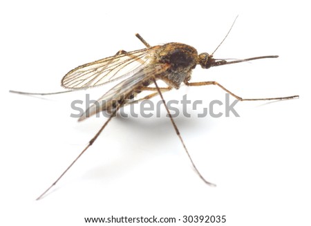 Male Anopheles Mosquito