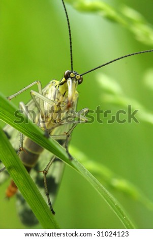 Insect Monster in grass - extremely closeup