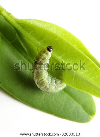 Caterpillar on green leaf - farm crop pest