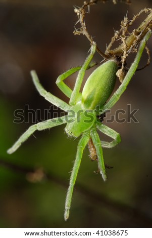 The green huntsman spider (Micrommata virescens)female. It does not build a web, and hunts insects in green vegetation, where it is well camouflaged.