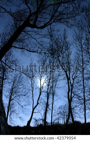 Tree silhouette - monochrome photography