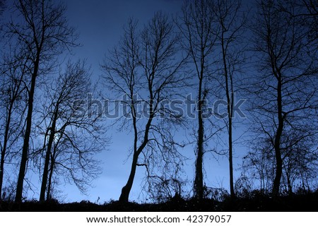 Tree silhouette - monochrome photography