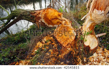 Willowtree taken down by beaver on a bank Radbuza River off Pilsen City. Czech Republic - Europe