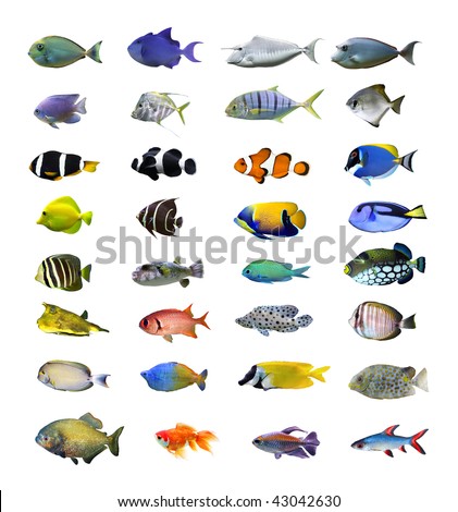 Great tropical fish collection on white background