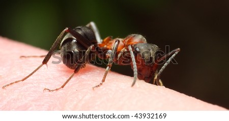 Stinging ant - dangerous vehicle of infection