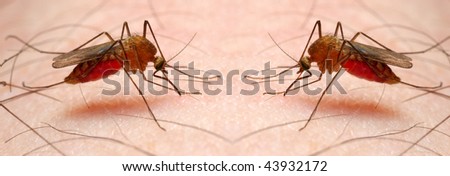 Two sucking Anopheles mosquitoes - dangerous vehicle of infection