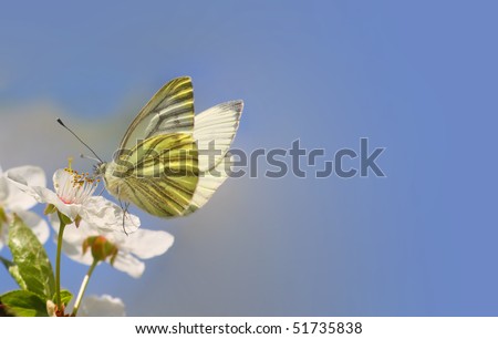White butterfly on wild cherry blossom. Close up with shallow dof.