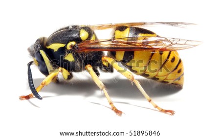 Close-up of a live Yellow Jacket Wasp on white background