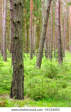 Pine forest. Beautiful scenery in Bohemian Forest. Czech Republic - Europe.