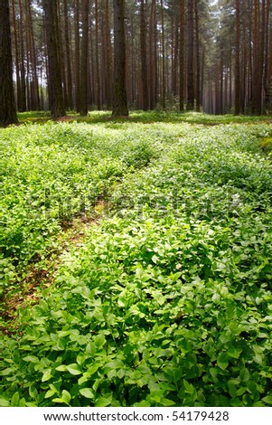 Whortlebery in pine forest. Beautiful scenery in Bohemian Forest. Czech Republic - Europe.