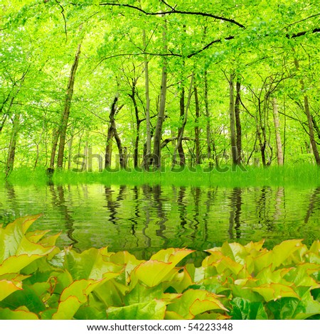 Lake in green hardwood forest. Beautiful scenery in Bohemian Forest. Czech Republic - Europe
