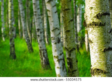 Birch forest. Betula pendula (Silver Birch) Birch resin is used in the pharmacy and cosmetics industry (hair conditioner). Close up with shallow dof.