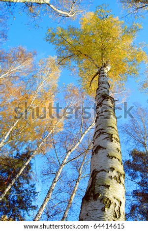 Birch forest. Betula pendula (Silver Birch) Birch resin is used in the pharmacy and cosmetics industry (hair conditioner). Autumn scenery.