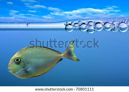 Underwater picture of Tropical fish.
