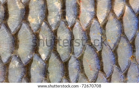 Fish scales - closeup. European Chub (Squalius cephalus)