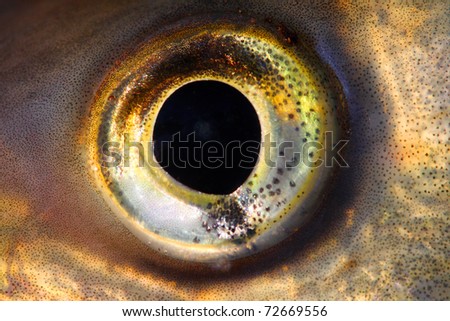 Fish eye close up.