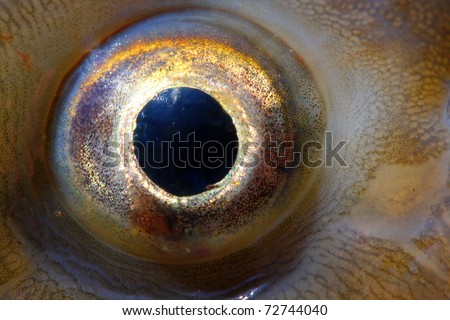 Fish eye close up.