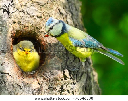 The Blue Tit (Cyanistes caeruleus) feeding her young one. Telephoto lens shot with shallow DOF.