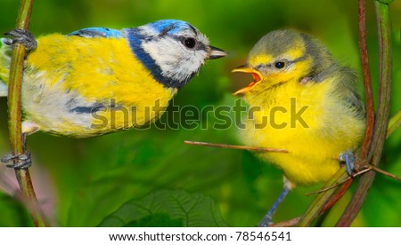 The Blue Tit (Cyanistes caeruleus) feeding her young one. Telephoto lens shot with shallow DOF.