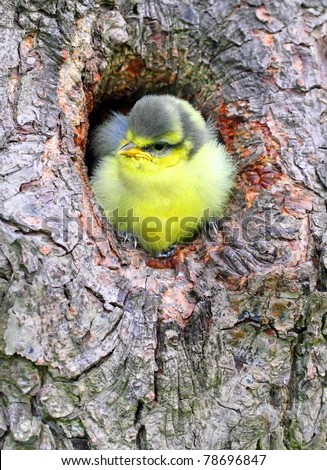 Young Blue Tit (Cyanistes caeruleus)in nest. Telephoto lens shot with shallow DOF.