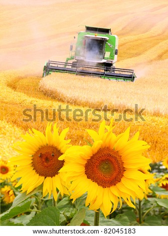 Combine harvester and sunflowers field. Environmental metaphor.