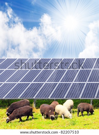 Sheep and solar energy panels against sunny sky.  Ecological farming metaphor.