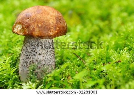 The Birch bolete (Leccinum scabrum) - edible mushroom. It is used also in mixed mushroom dishes, fried or steamed.