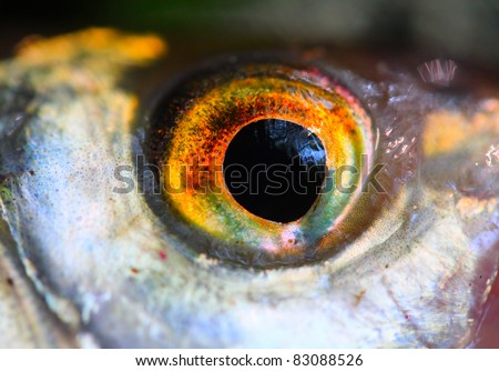 Fish eye close up. Close up with shallow DOF.