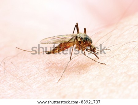 Anopheles mosquito - dangerous vehicle of a Malaria infection.