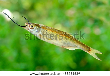 Common Bleak (Alburnus alburnus) great fish-bait for all carnivorous fish. Close up with shallow DOF.