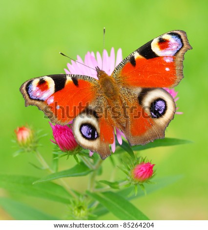 Autumn Aster