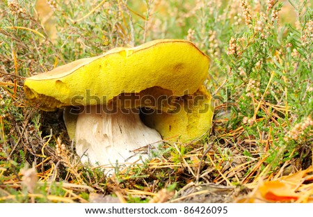 Very big Boletus edulis -edible mushroom. It is used also in mixed mushroom dishes, fried or steamed. Close up with shallow DOF.