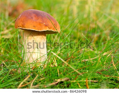 Boletus edulis -edible mushroom. It is used also in mixed mushroom dishes, fried or steamed. Close up with shallow DOF.