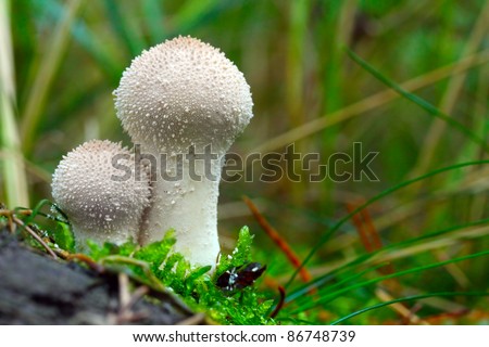 The Common Puffball (Lycoperdon perlatum) or Devil\'s Snuff-box. The fruit bodies can be eaten by slicing and frying in batter or egg and breadcrumbs, or used in soups.