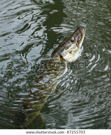 The Northern Pike (Esox lucius) on a fishing line in river.