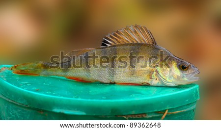 The European Perch (Perca fluviatilis) is a freshwater predatory fish found in temperate regions of Europe and northern Asia.