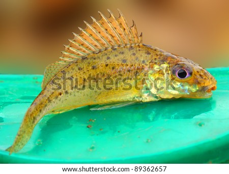 The Eurasian Ruffe (Gymnocephalus cernuus) is a freshwater predatory fish found in temperate regions of Europe and northern Asia.