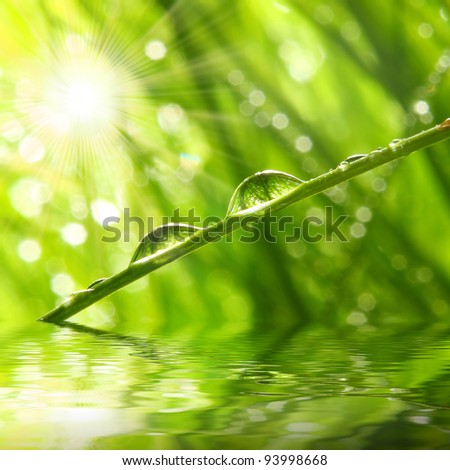 Fresh morning dew on a spring grass in early morning. Sunny day concept. Natural background.