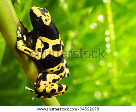 The poison dart frog Dendrobates leucomelas in a rainforest.