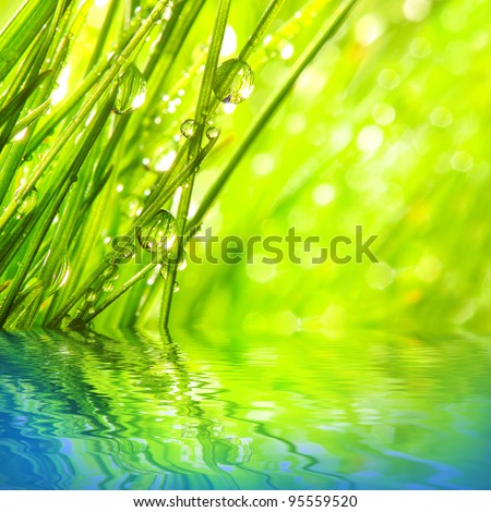 Fresh morning dew on a spring grass in early morning. Purity concept.