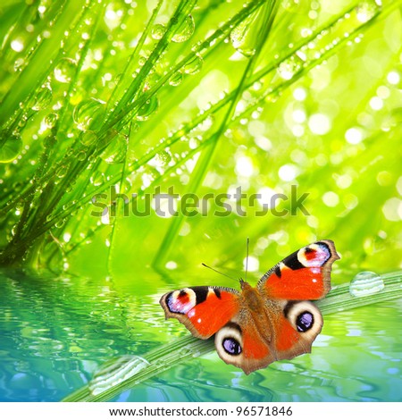 Fresh morning dew on a spring grass and butterfly, natural background - close up with shallow DOF.