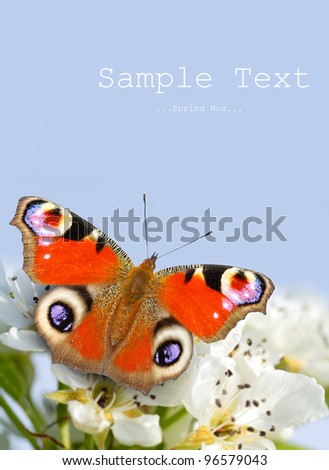 Blue Peacock Butterfly