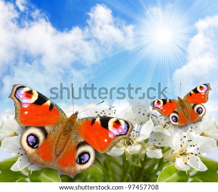 Spring blossom and a butterflies against sunny sky , natural background.
