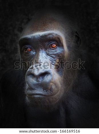 The Gorilla Portrait.