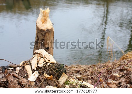 Tree taken down by beaver on a bank Radbuza River off Pilsen City. Czech Republic - Europe