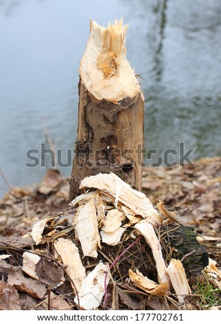 Tree taken down by beaver on a bank Radbuza River off Pilsen City. Czech Republic - Europe