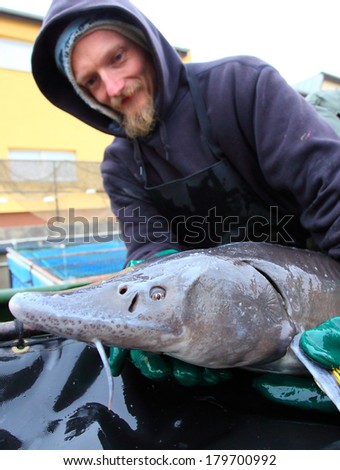 VODNANY CZECH REPUBLIC - FEBRUARY 26, 2014: unidentified fisherman with caught Sturgeon in fish nursery. Fish farming is Czech\'s traditional industry with a very long history dating back to 1550.
